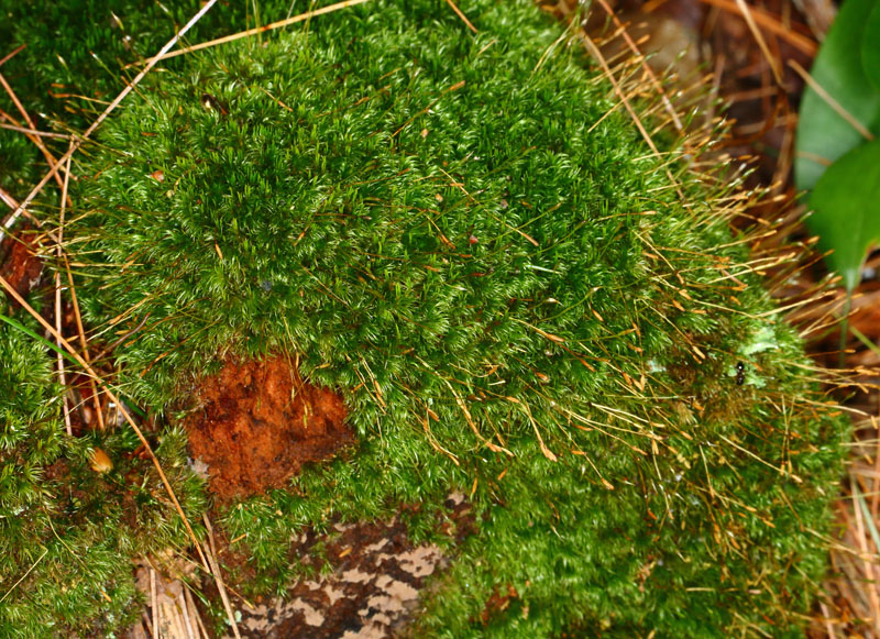 Dicranum flagellare